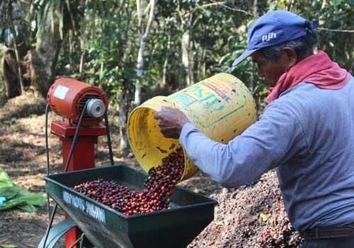 2025新豆 | ペルー クスコ コーヒー - オーガニックコーヒー