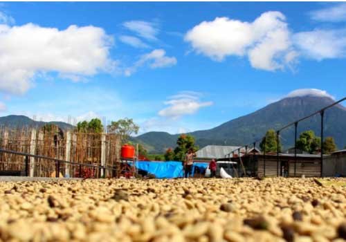 コーヒー生豆 インドネシア NEWマンデリン(G1) クリンチ山の麓のコーヒー 10kg 農薬不使用（1kgあたり 1,837円）