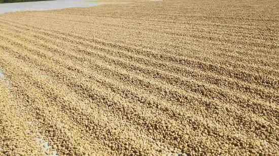 <img class='new_mark_img1' src='https://img.shop-pro.jp/img/new/icons14.gif' style='border:none;display:inline;margin:0px;padding:0px;width:auto;' />佪λӥޥå ڥƥҡƦ ե󥫡ɥ󡦥ե  ʥӥå ʥ (2024-2025ǯ) 30kg Ի (1kg5,353ߡ