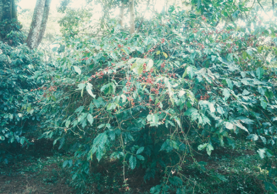 <img class='new_mark_img1' src='https://img.shop-pro.jp/img/new/icons3.gif' style='border:none;display:inline;margin:0px;padding:0px;width:auto;' />2025ǯ9 ҡƦ롼  㥤ȥԡ٥꡼ å G1 5kg Ի (1 2,569)