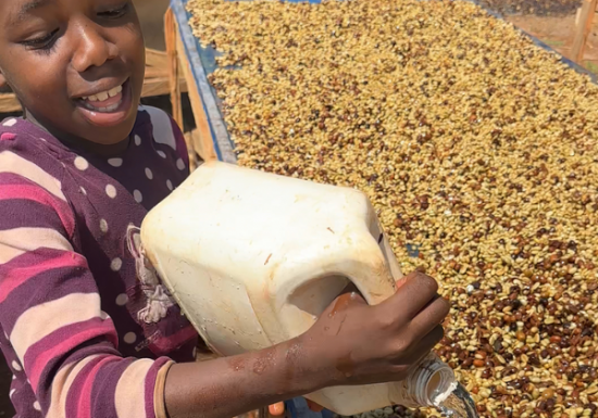 <img class='new_mark_img1' src='https://img.shop-pro.jp/img/new/icons3.gif' style='border:none;display:inline;margin:0px;padding:0px;width:auto;' />2025ǯ9 ҡƦ롼  㥤ȥԡ٥꡼ å G1 30kg  Ի (1 2,299)
