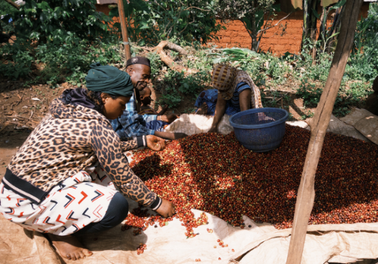 <img class='new_mark_img1' src='https://img.shop-pro.jp/img/new/icons3.gif' style='border:none;display:inline;margin:0px;padding:0px;width:auto;' />2025ǯ9 ҡƦ롼  㥤ȥԡ٥꡼ å G1 30kg  Ի (1 2,299)
