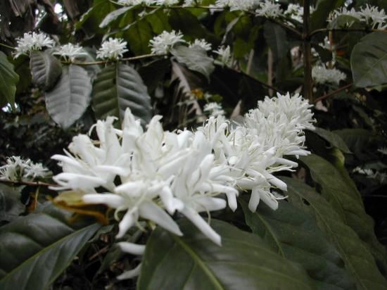 <img class='new_mark_img1' src='https://img.shop-pro.jp/img/new/icons14.gif' style='border:none;display:inline;margin:0px;padding:0px;width:auto;' />ڥ쥫Żҥޥ͡ѡ 2025ǯƦ ҡƦ ƥ⡼ ޥȹ ȥץߥ 30kg ͭJASǧ (1 2,040)Ŀ𡦸Ŀ̾ιԲ