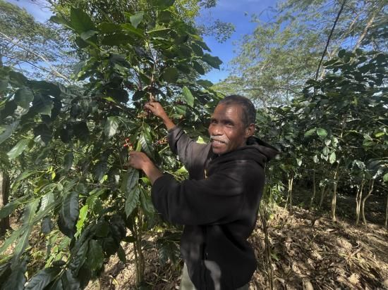 <img class='new_mark_img1' src='https://img.shop-pro.jp/img/new/icons14.gif' style='border:none;display:inline;margin:0px;padding:0px;width:auto;' />ڥ쥫Żҥޥ͡ѡ 2025ǯƦ ҡƦ ƥ⡼ ޥȹ ȥץߥ 30kg ͭJASǧ (1 2,040)Ŀ𡦸Ŀ̾ιԲ