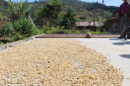 フェアトレードコーヒー メキシコ マヤビニック 中煎り 200g（豆）農薬不使用