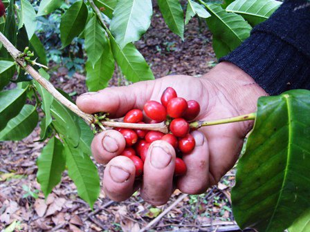 〈2022年12月入港〉 コーヒー生豆  ペルー カフェ オルキデア 10kg 農薬不使用 
