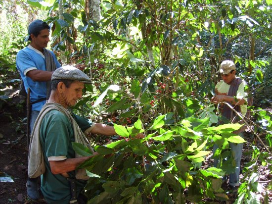 〈2022年12月入港〉 コーヒー生豆  ペルー カフェ オルキデア 10kg 農薬不使用 