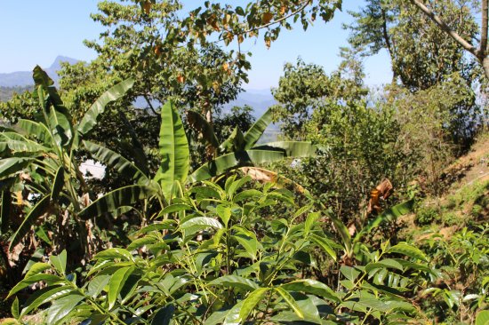 コーヒー生豆 メキシコ マヤビニック 5kg (2021-2022年新豆) 農薬不使用