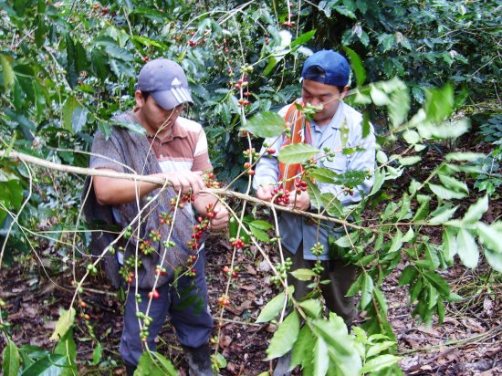 〈2022年12月入港〉コーヒー生豆 ペルー・カフェ オルキデア 5kg 農薬不使用