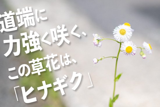 道端に力強く咲くこの草花は「ヒナギク」