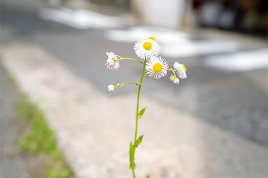 道端に力強く咲くこの草花は ヒナギク