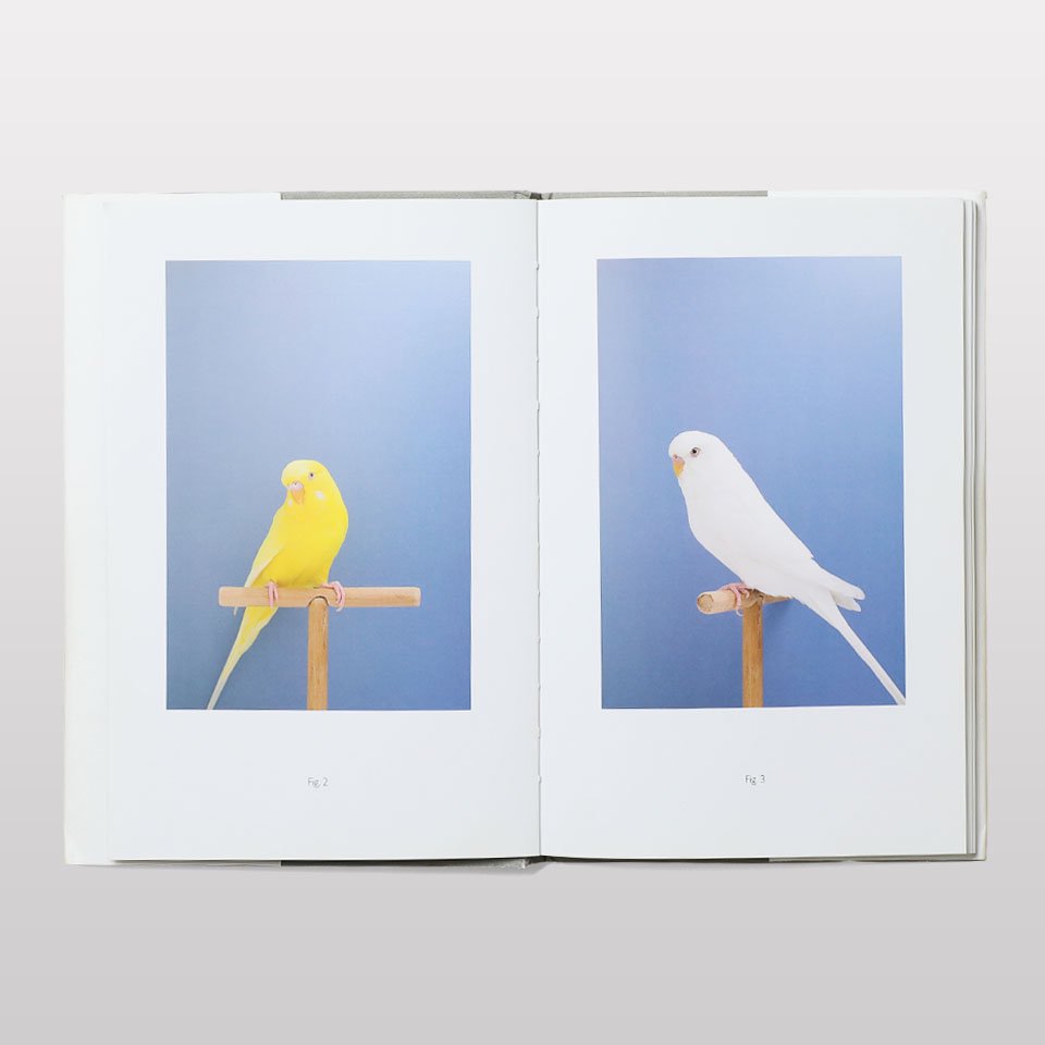 An Incomplete Dictionary of Show Birds - BOOK AND SONS オンライン
