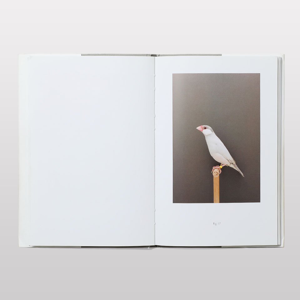 An Incomplete Dictionary of Show Birds   BOOK AND SONS オンライン