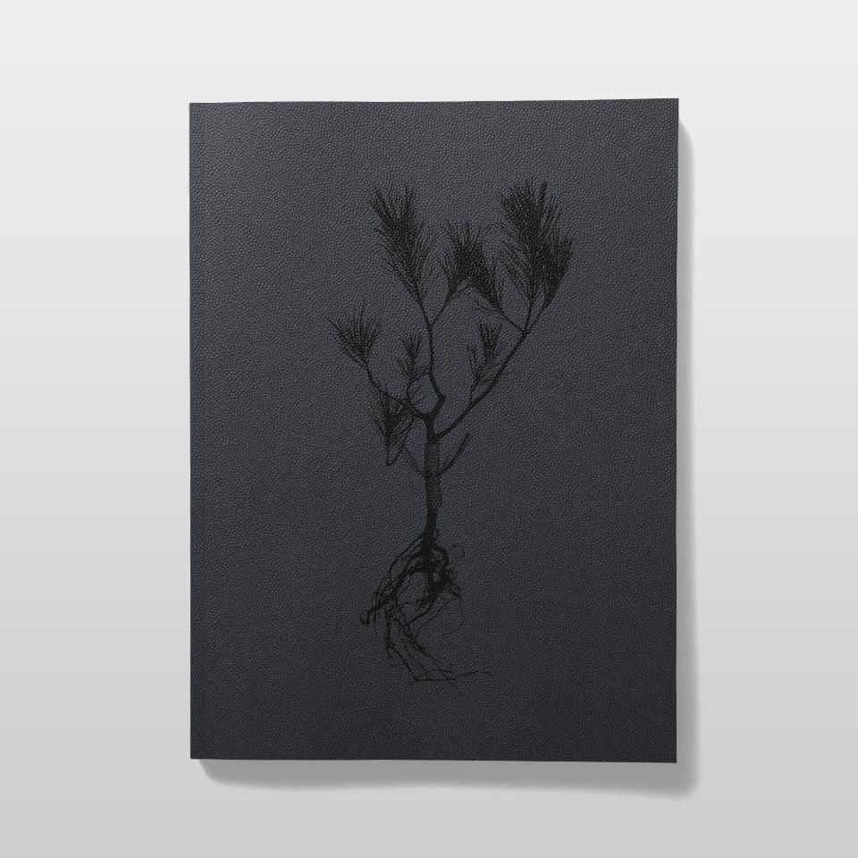 再入荷 みたての正月 Book And Sons オンラインストア 再入荷 みたての正月 Book And Sons オンラインストア