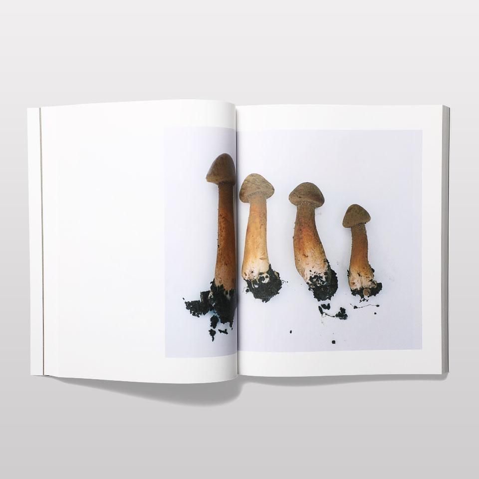 Symphony その森の子供 mushrooms from the forest - BOOK AND SONS