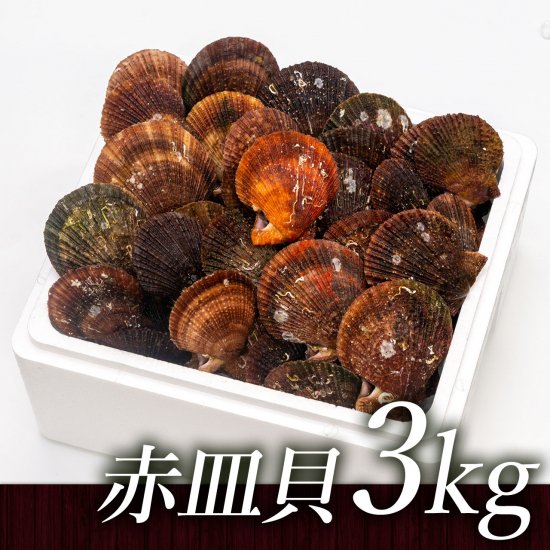赤皿貝（3kg）［加熱用］【送料込】