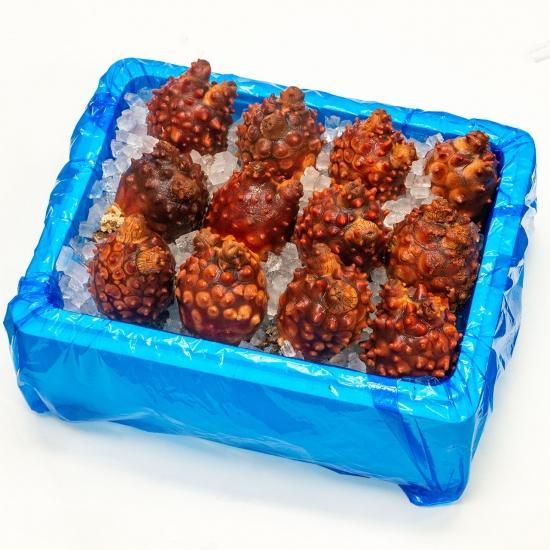 送料込 殻付きホヤ 3kg 明神丸かき ほたてきち 送料込 殻付きホヤ 3kg 明神丸かき ほたてきち