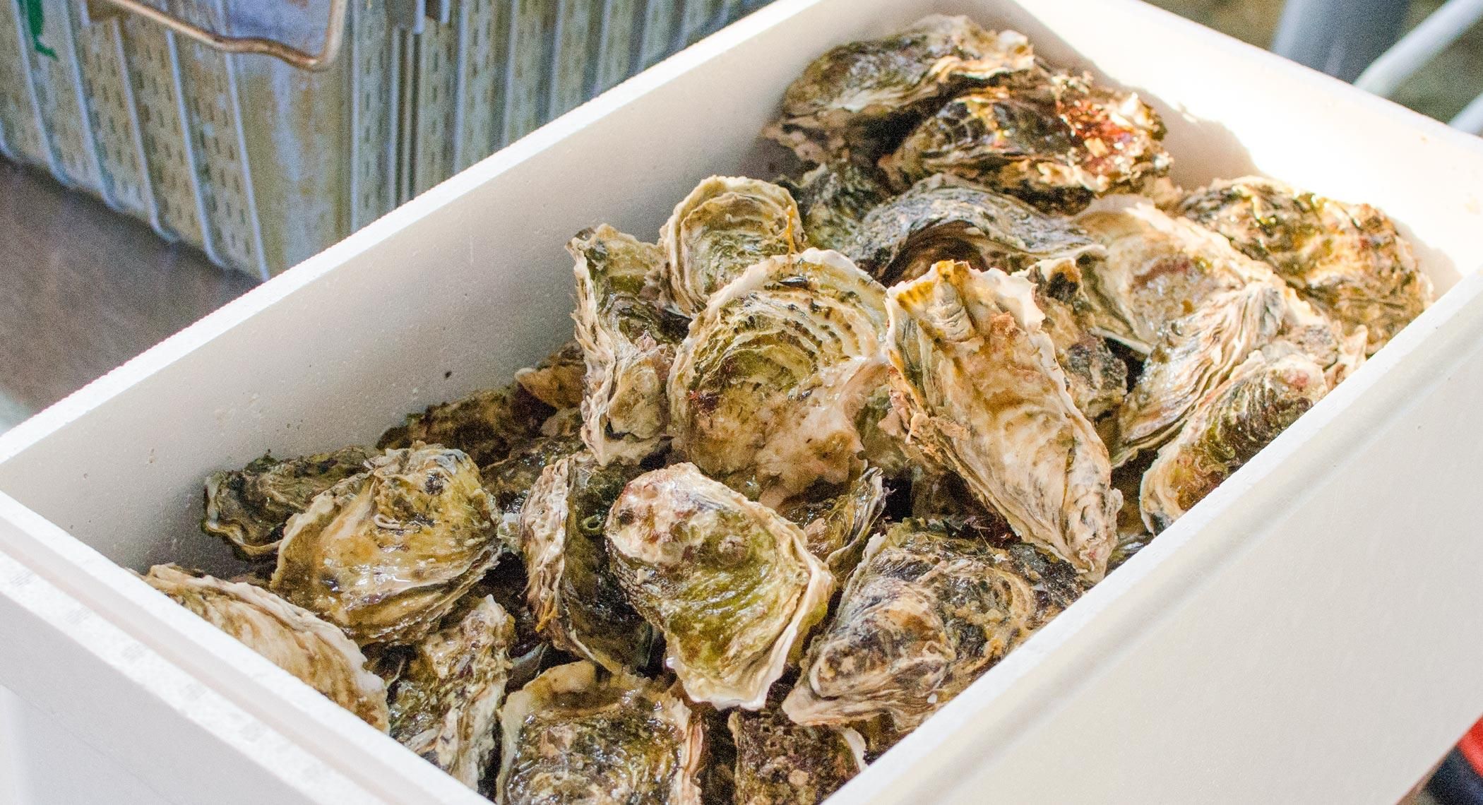 牡蠣チヌ用 牡蠣割り器 | なおっぺのチヌかかり釣り＆鮎釣りブログ
