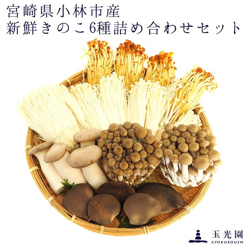 えのき茸 エノキ 九州産 大分 福岡 長崎 １袋100ｇ 【SALE／92%OFF】 １袋100ｇ