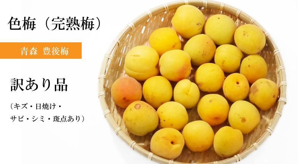 豊後梅 15kg 完熟梅 訳あり 青森の梅（豊後梅）うめ ウメ 訳あり