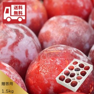（冷蔵）【送料込】青森県産太陽(すもも・プラム)約1.5kgご贈答用化粧箱入りキャップ詰