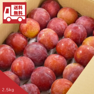 （冷蔵）【送料込】青森県産サマーエンジェル(すもも・プラム)約2.5kg※8月上旬〜中旬頃発送予定
