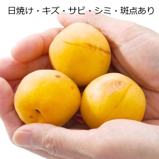 豊後梅 15kg 完熟梅 訳あり 青森の梅（豊後梅）うめ ウメ 訳あり