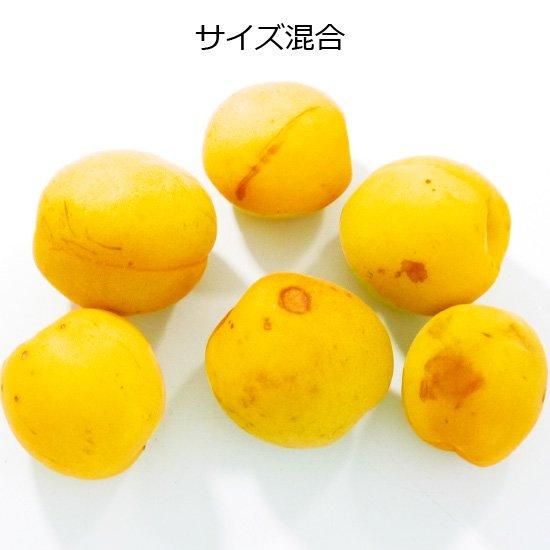 豊後梅 15kg 完熟梅 訳あり 青森の梅（豊後梅）うめ ウメ 訳あり