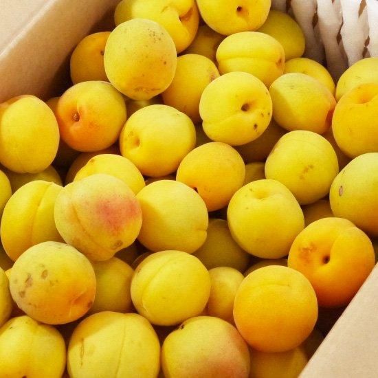 豊後梅 15kg 完熟梅 訳あり 青森の梅（豊後梅）うめ ウメ 訳あり