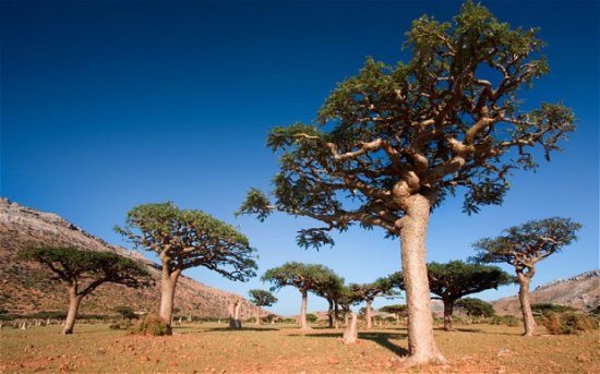 ボスウェリア・サクラ（フランキンセンスの木）の種 - マルシェ青空