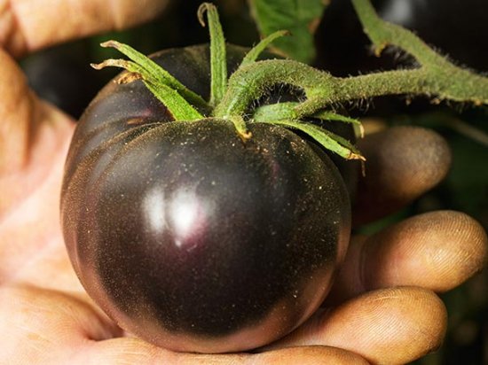 野菜の種　ブラックビューティートマト種　24粒