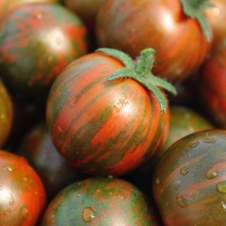 ブラックゼブラトマトの種