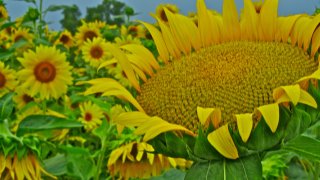 ツリースピナッチ（タカサゴムラサキアカザ）の種子 - マルシェ青空