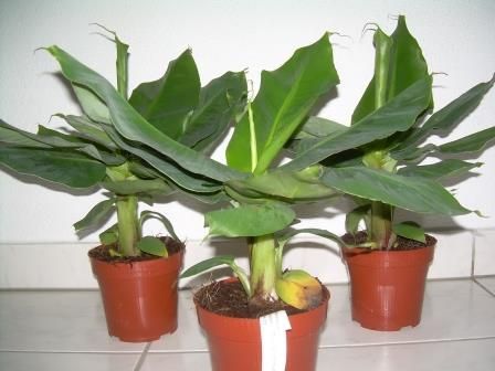 ダージリンバナナの種子 - マルシェ青空