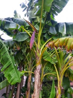 ダージリンバナナの種