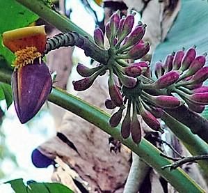 9月入荷 50粒 耐寒 レッド タイガー 斑入りバナナ 種 種子 証明書あり2 9月入荷 50粒 耐寒 レッド タイガー 斑入りバナナ 種 種子 証明