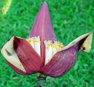 バナナエレファント スノーバナナ（エレファントバナナ）の種子 - マルシェ青空