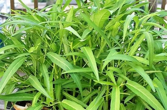 空芯菜 ヨウサイ エンサイ の種 マルシェ青空 空芯菜 ヨウサイ エンサイ の種 マルシェ青空