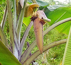 トムソニイバナナの種
