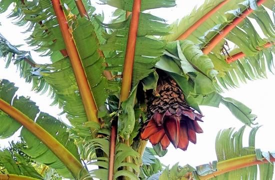 アビシニアバナナ エンセーテ の種子 マルシェ青空