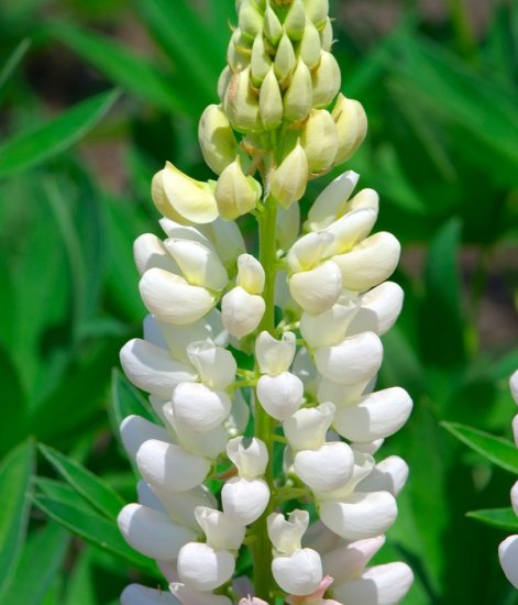ホワイトルーピン 白花ルピナス の種 マルシェ青空