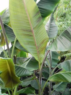 ハイブリッドバナナ：　シッキメンシス x パラディシアカの種