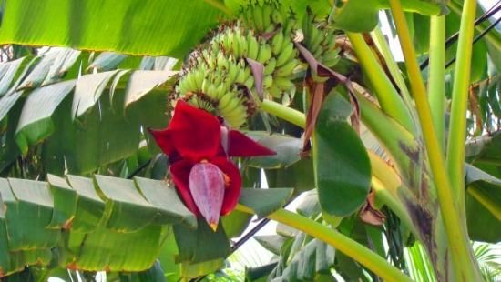 9月入荷 50粒 耐寒 レッド タイガー 斑入りバナナ 種 種子 証明書あり2 9月入荷 50粒 耐寒 レッド タイガー 斑入りバナナ 種 種子 証明