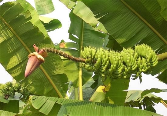 モンキーフィンガーバナナの種子 - マルシェ青空