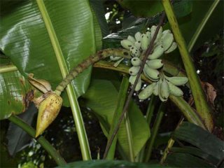 カバラネンシスバナナの種