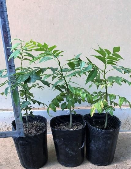 カレーリーフ(オオバゲッキツ)の苗: 3号ロングポット (実生 カレーリーフ(オオバゲッキツ)の苗: 3号ロングポット (実生