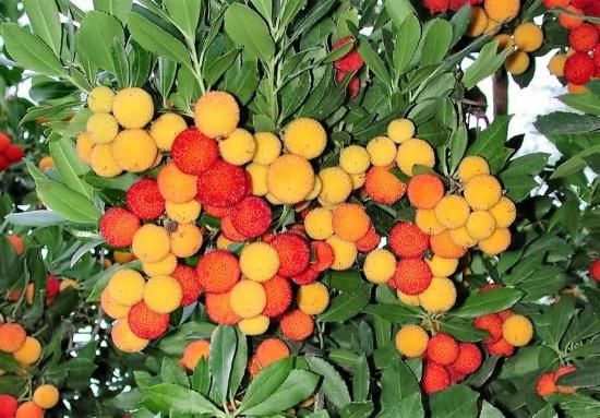 イチゴノキ ストロベリツリー の種子 マルシェ青空 イチゴノキ ストロベリツリー の種子 マルシェ青空