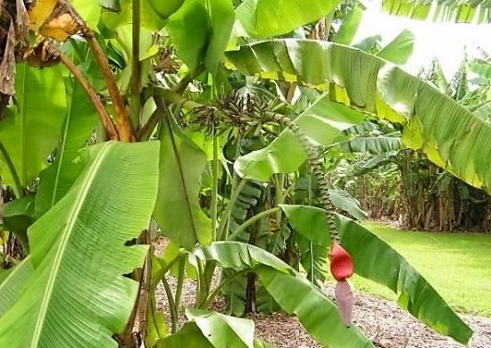 ダージリンバナナ 若木子株 親株越冬してます。 バナナの成長記録 14 10