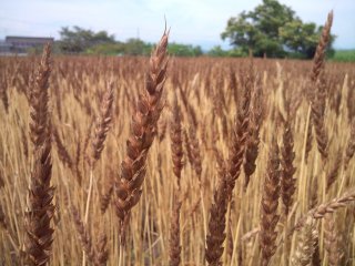 南部小麦の種：　1kg〜