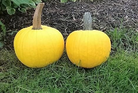 サンライトパンプキンの種 ＊F1 - マルシェ青空